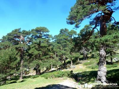 Siete Picos_La Sierra del Dragón; ruta costa vasca hayedo irati paseos por urbasa